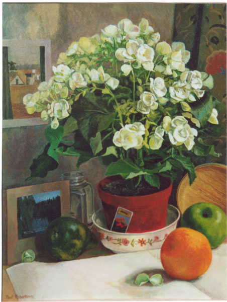Begonia